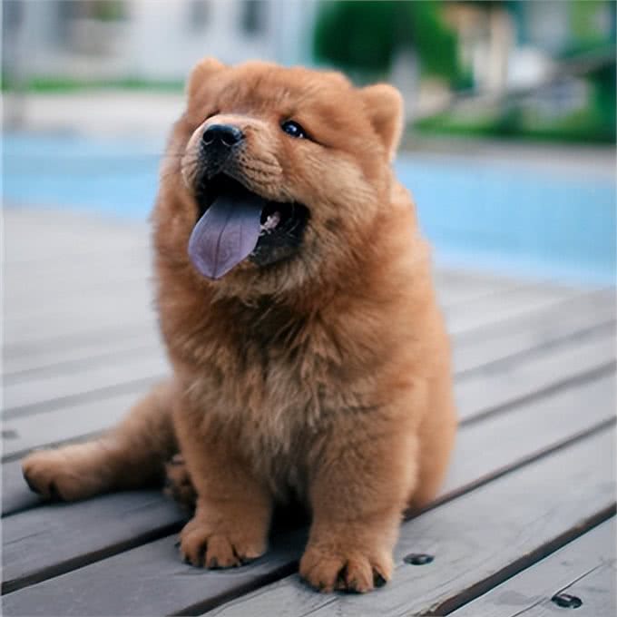 松狮犬的这些优点和缺点，看看你知道哪几个