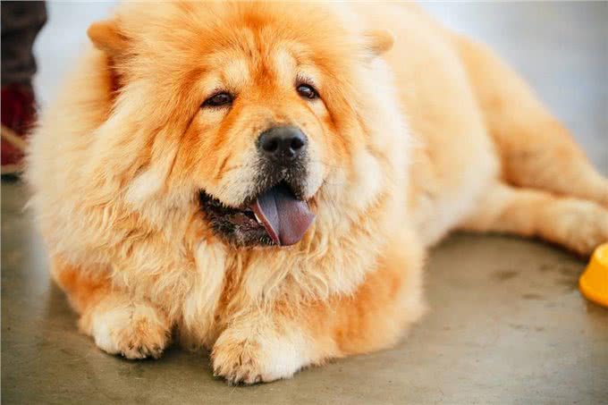 松狮犬的这些优点和缺点，看看你知道哪几个