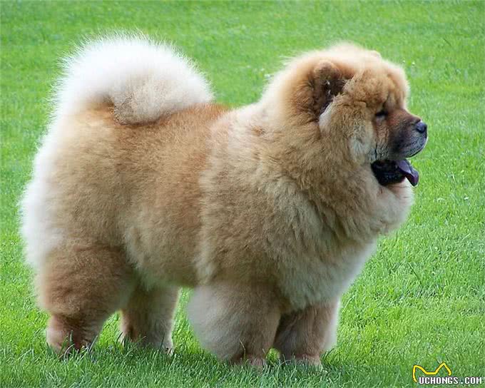 松狮犬的这些优点和缺点，看看你知道哪几个