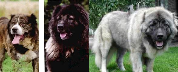 世界名犬—高加索犬（畜牧犬）