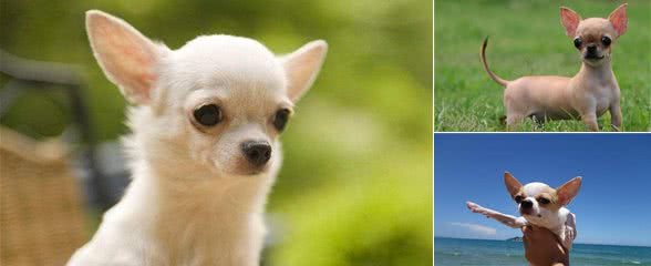 盘点五个饲养吉娃娃的注意事项,了解后你也可以拥有一个魏璎珞