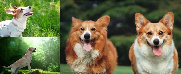 如何培养一只听话的狗狗—详谈狗狗训练方法