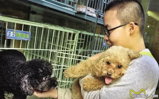 关于如何在宠物店挑选一只健康博美,满满的干货介绍给你