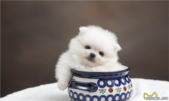 关于如何在宠物店挑选一只健康博美,满满的干货介绍给你