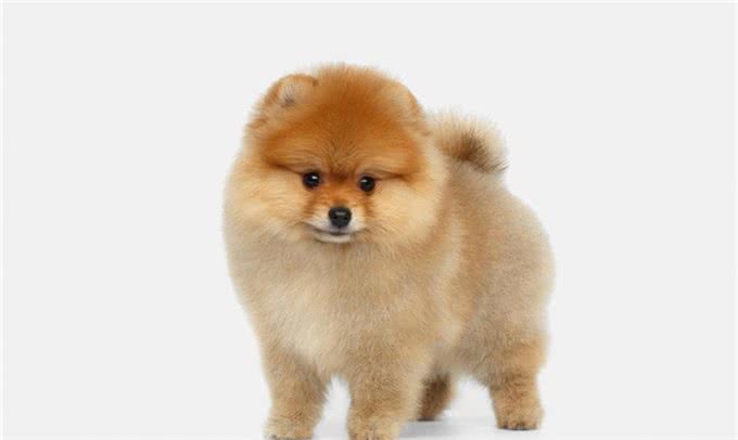 关于如何在宠物店挑选一只健康博美,满满的干货介绍给你