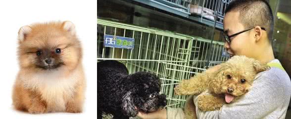 关于如何在宠物店挑选一只健康博美，满满的干货介绍给你