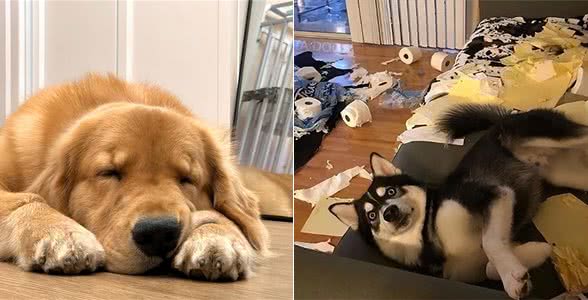 原来在你不在家的时候，狗一天的生活，其实挺忙的