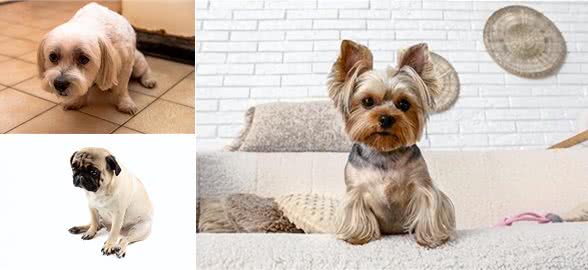 狗狗的疼痛密码:五大危险坐姿揭秘