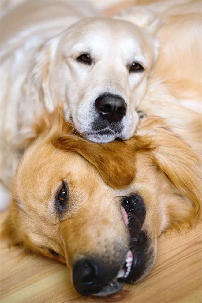 汪星人也会得抑郁症?如何避免抑郁症侵害狗狗的健康