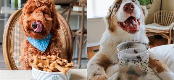 在商业犬粮中添加动物肝脏到底好不好呢?