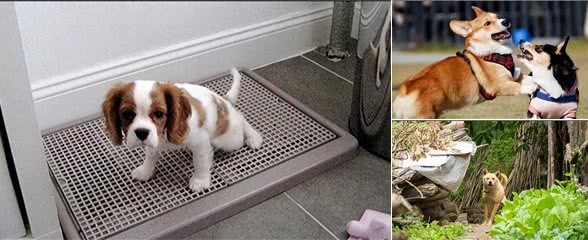 狗狗为什么喜欢在长期无人居住的地方上厕所?