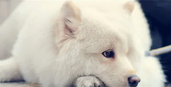 家里狗毛纷飞该怎么办