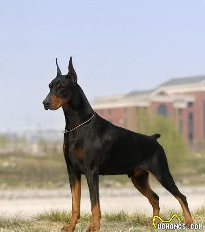 杜宾犬应该怎么训练?