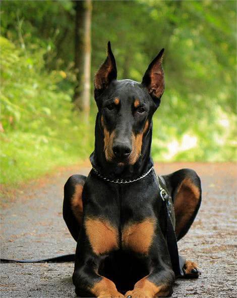 杜宾犬应该怎么训练?