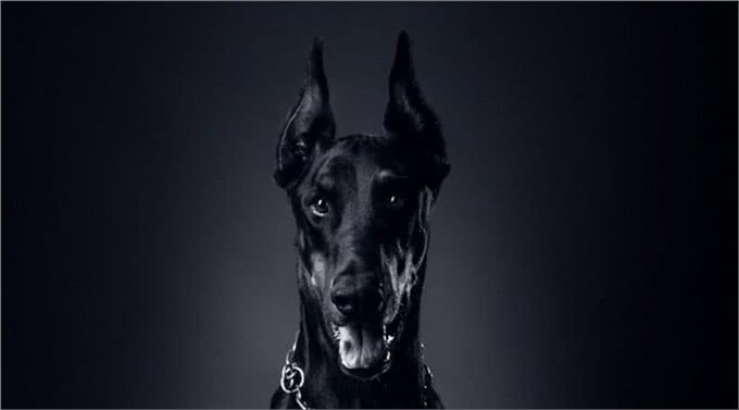 杜宾犬应该怎么训练?