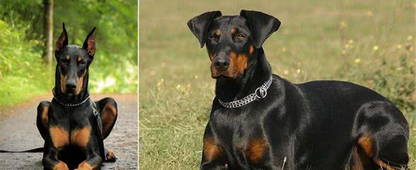 杜宾犬应该怎么训练?