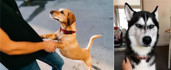 和狗狗相处,牢记6不要,不然它会恨你!