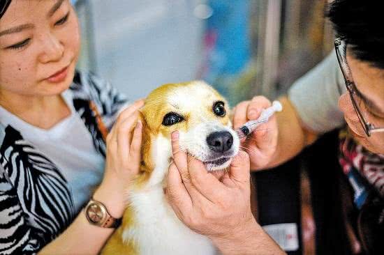 兽医教你每天学点宠物健康，医疗知识，宠物喂药学问大
