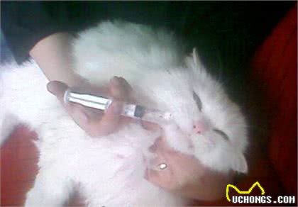 兽医教你每天学点宠物健康，医疗知识，宠物喂药学问大