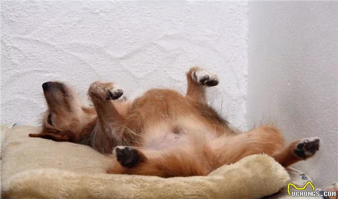 狗狗的究竟需要多少睡眠时间