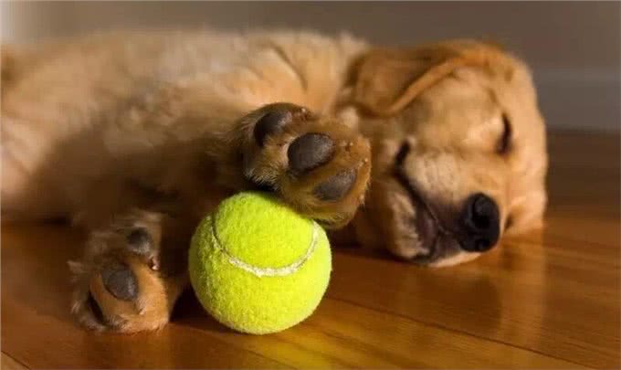 狗狗的究竟需要多少睡眠时间