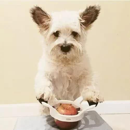 每日一犬-凯恩梗
