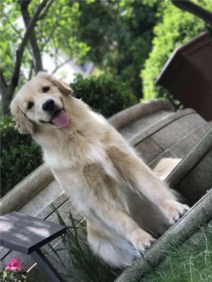 正确的金毛犬喂养方法，你知道几种?
