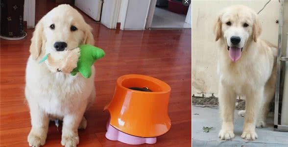 正确的金毛犬喂养方法，你知道几种?