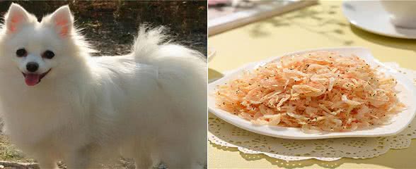 养狗经验:吃什么给狗狗补钙?含钙丰富的食物搭配营养品补充