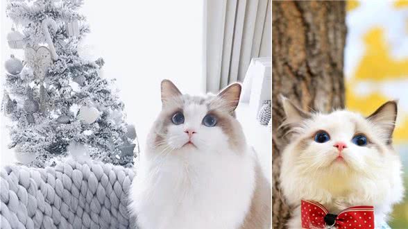 猫界仙女—布偶猫，是你们喜欢的类型吗?
