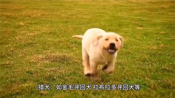 宠物知识|狗的分类，你知道多少?