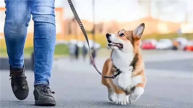 狗狗遛弯回头看你，究竟藏着什么秘密?