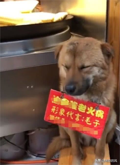 狗狗帮火锅店招揽生意，它脖子上还挂个牌子，网友看后笑喷