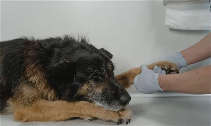 犬细小病毒是什么?铲屎官必看