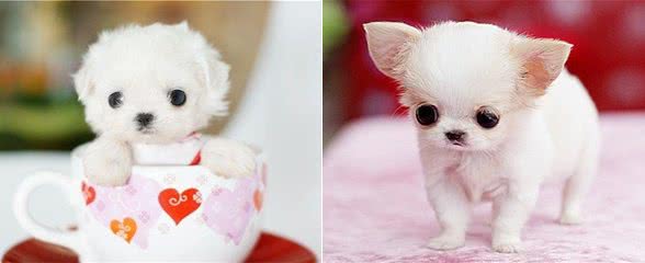 茶杯犬的品种，如何养好茶杯泰迪犬?