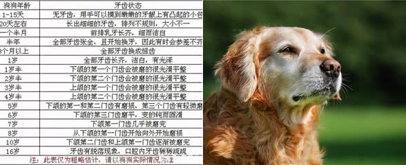 狗狗几岁开始步入老年期?老了该怎么照顾?
