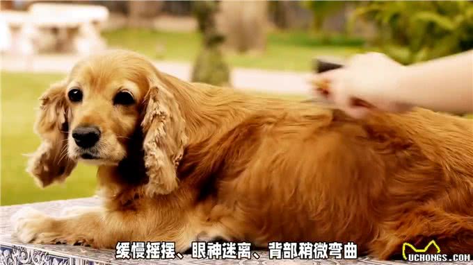 狗狗护食、扑人行为揭秘，了解它的真实情绪—养狗经验分享