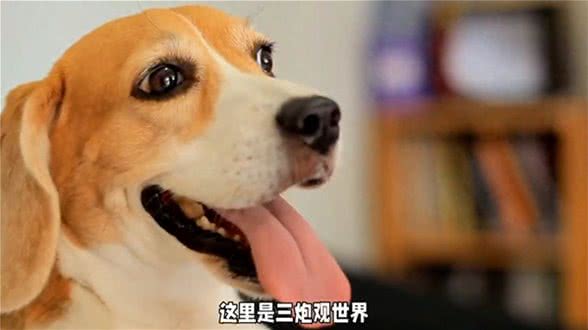 狗狗护食、扑人行为揭秘，了解它的真实情绪—养狗经验分享