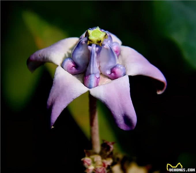 糖果花:五只狗怎么可能卧于花心?能