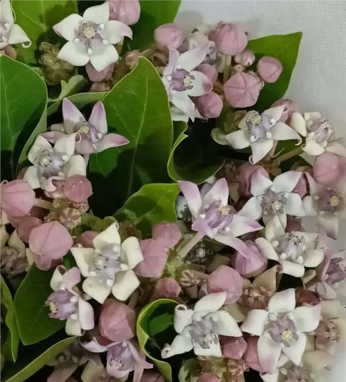 糖果花:五只狗怎么可能卧于花心?能