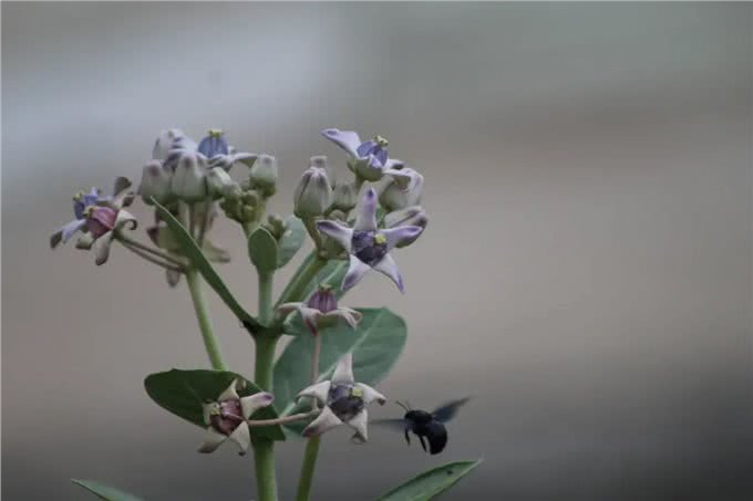 糖果花:五只狗怎么可能卧于花心?能