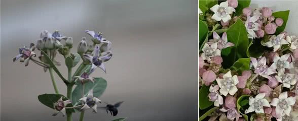 糖果花:五只狗怎么可能卧于花心?能