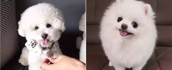 宠物知识课堂-解读狗狗的常见行为