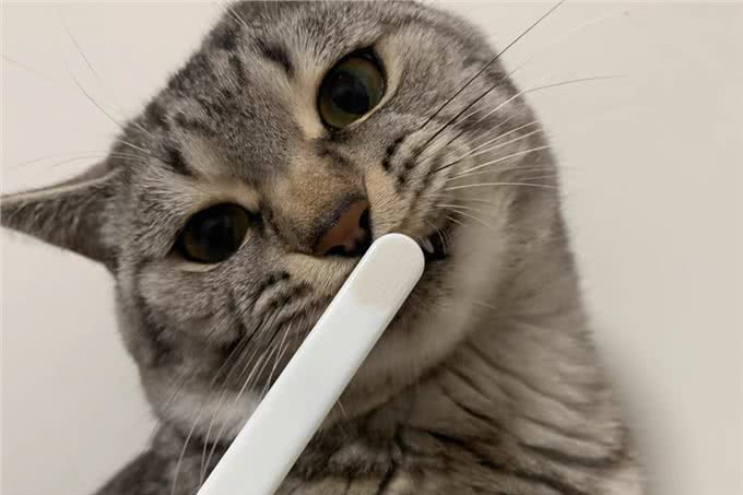 宠物的清洁用品，有这些就够了