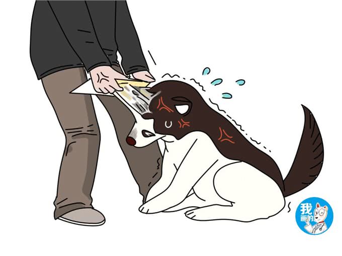几乎所有的狗狗成年前都是小恶魔，铲屎官该如何正确教育引导?