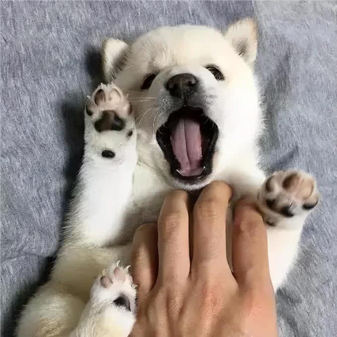 这小狗怎么死去活来的?一会儿死,一会儿活,想笑又感觉功德没了