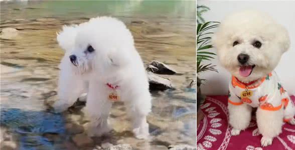 第一次带小比熊犬到宠物游泳池去游泳的具体表现有哪些?