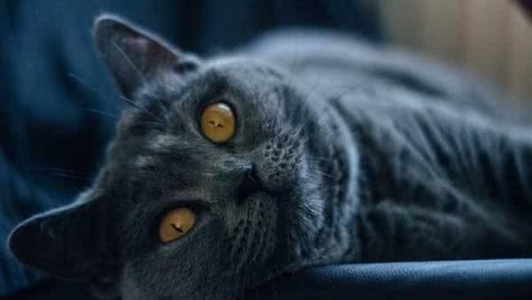 12星座专属猫咪，快来看看你的天选之猫是哪一只?