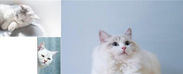 猫爱上一个人是什么样子