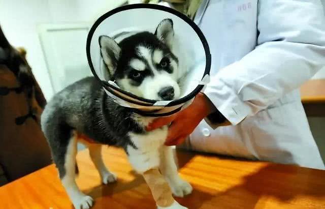 新手养狗，带狗狗回家之前需要注意什么事?